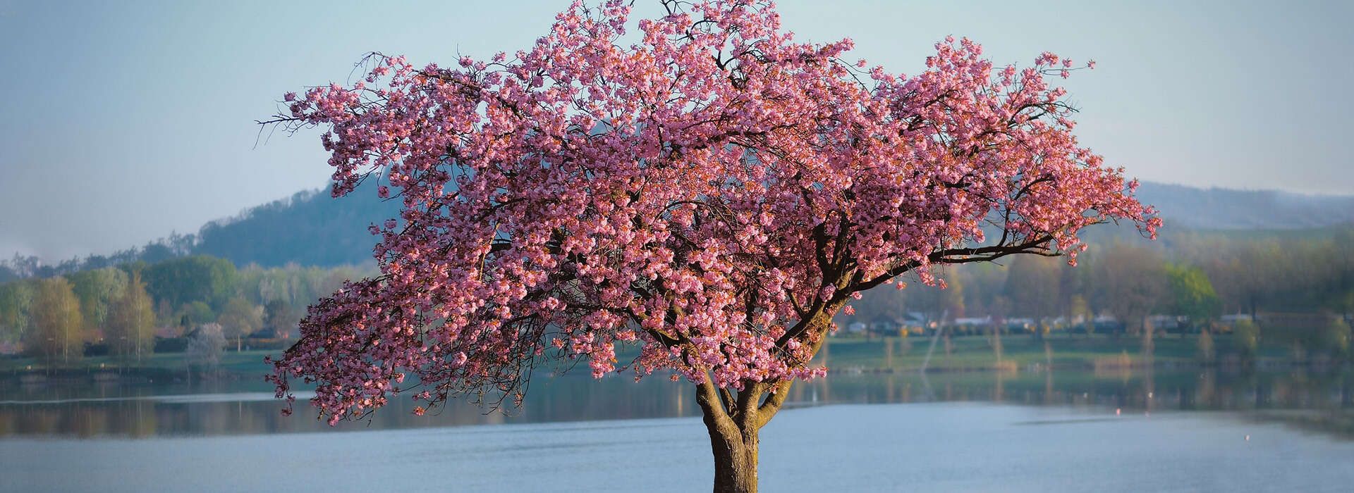 Blühender Baum